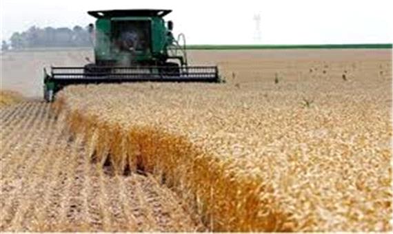 خرید بیش از 967 هزار تن گندم و کلزا توسط مراکز تعاون روستایی خوزستان